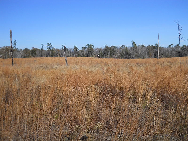 800px-BroomsedgeInWinter